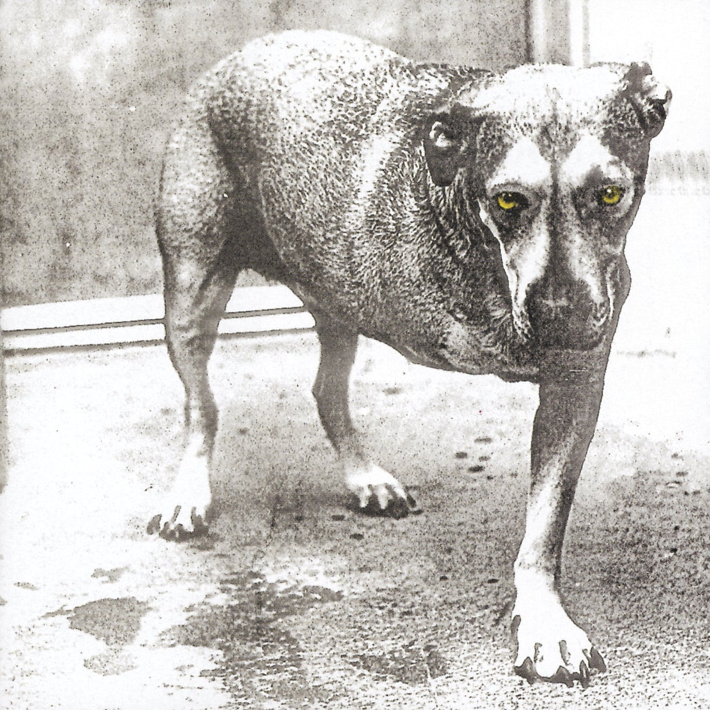 Alice In Chains (30th Anniversary Reissue) [Color Vinyl] [2LP]