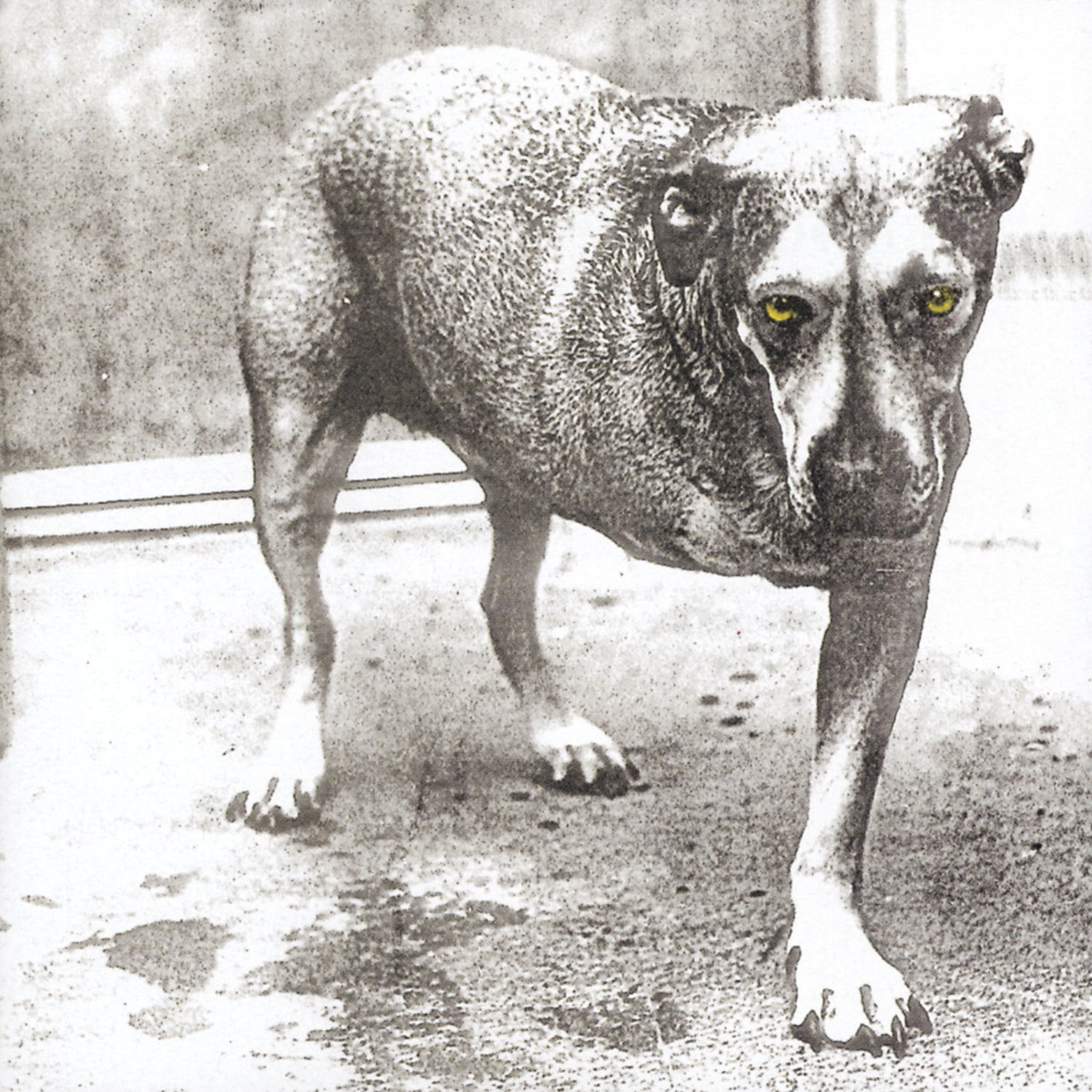 Alice In Chains (30th Anniversary Reissue) [Color Vinyl] [2LP]