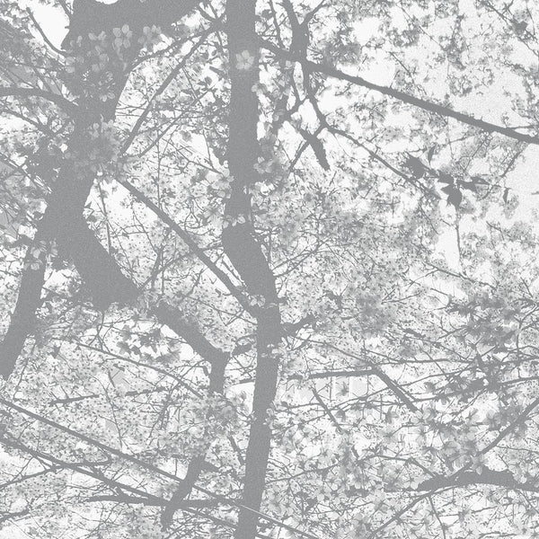 Obliteration Bliss [CD]