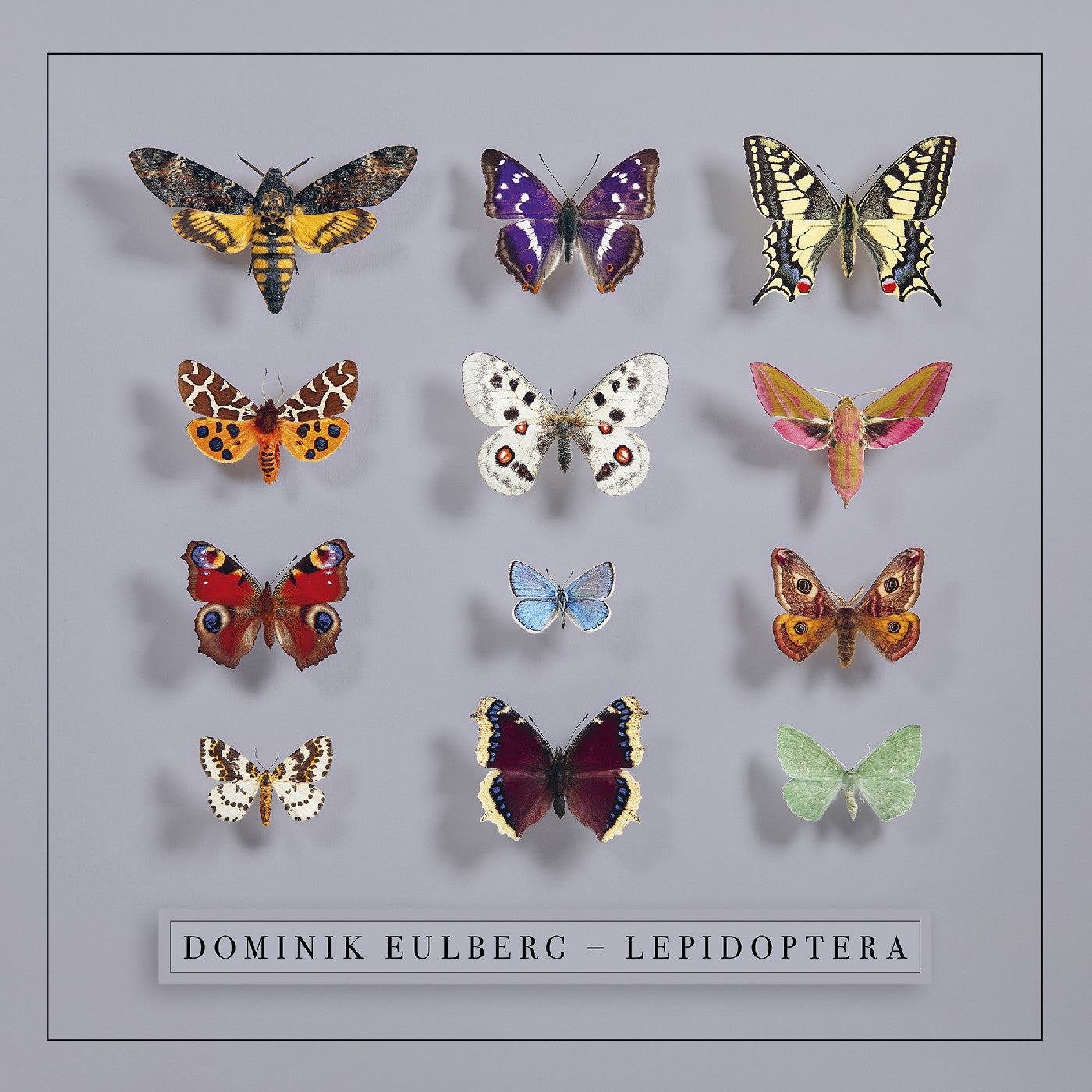 Lepidoptera