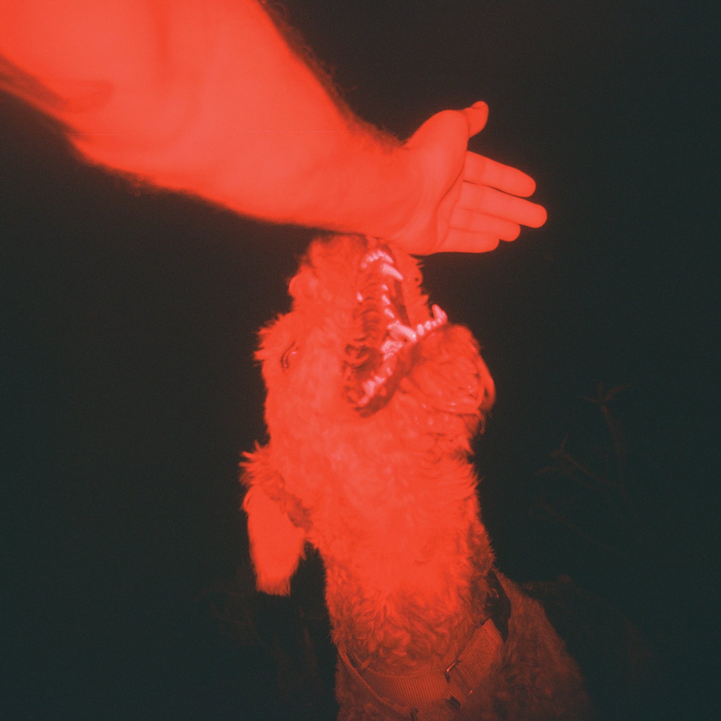 A Trick Of The Light ("Optical Illusion" Transparent Red Vinyl)