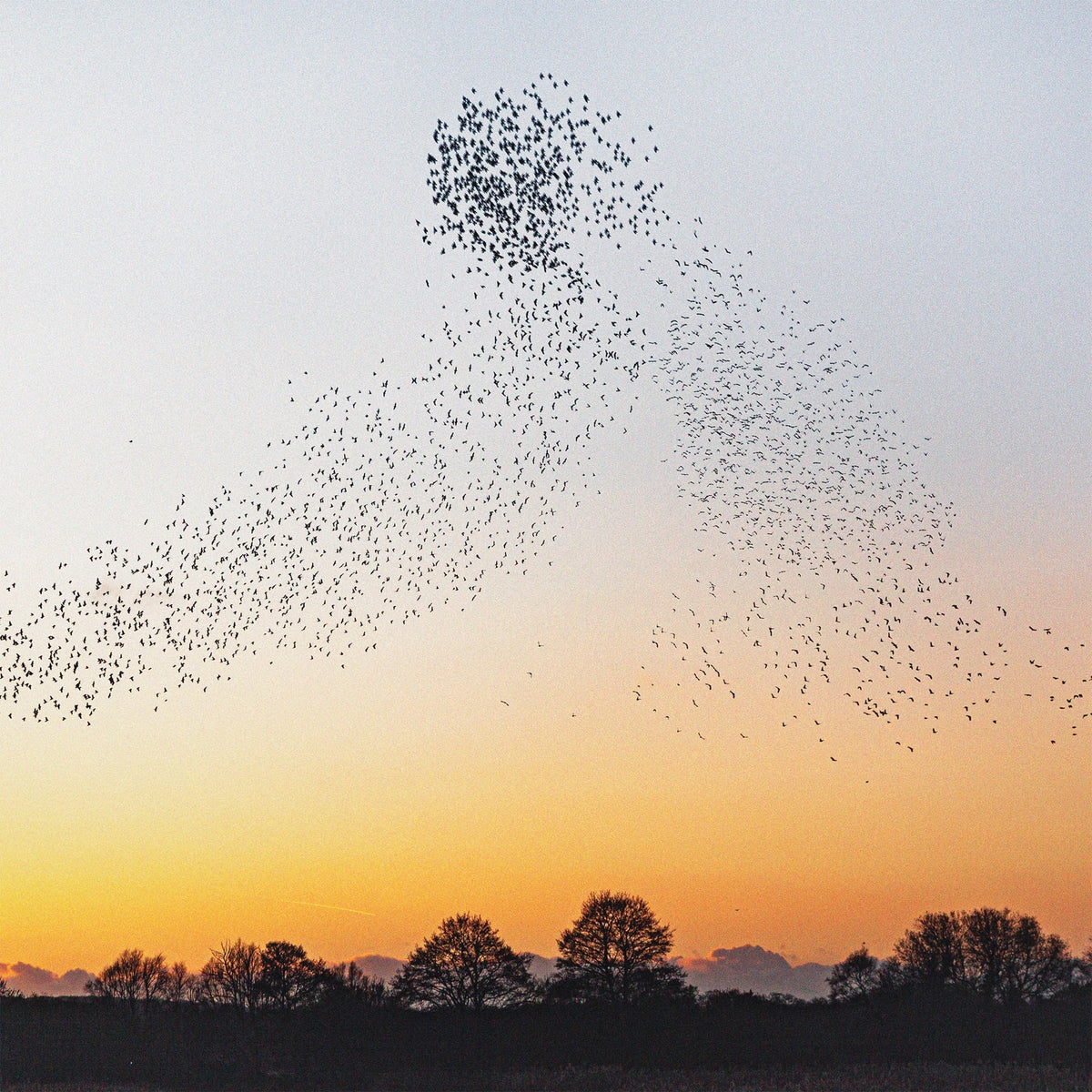 Dawn Chorus (180G) [Recycled Vinyl]